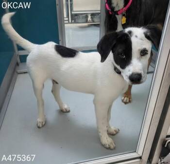 Australian Terrier Dogs Available for Adoption in Oklahoma City, Oklahoma - A475367 | PetCurious