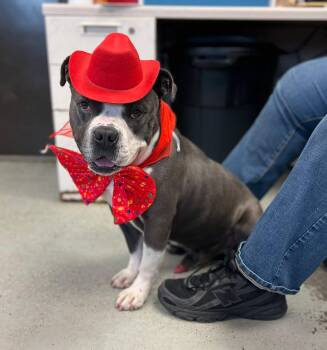 Pit Bull Terrier Dogs Available for Adoption - Uncle Waldo **Courtesy Post. Out Of Town Pet. See Below For Deta | PetCurious