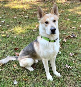 Rescue Shepherd Dogs for Adoption in Mocksville, North Carolina - Thad | PetCurious