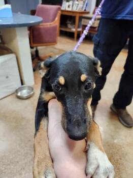 Aby -  Doberman Pinscher and Mixed Breed Dog for Adoption in Brownwood, Texas - Aby | PetCurious