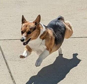 Harley -  Corgi Dog Available for Adoption in Madison, Wisconsin - Harley | PetCurious