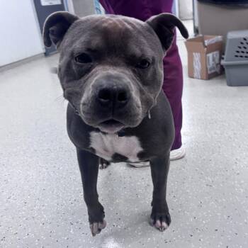 Maximillian -  Pit Bull Terrier Dog for Adoption in Indianapolis, Indiana - Maximillian | PetCurious
