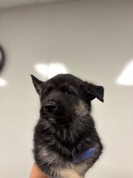 Rescue German Shepherd Dog and Siberian Husky Dogs for Adoption in Ontario, California - FINNICK | PetCurious