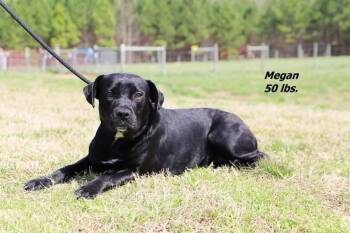 Megan -  Mixed Breed Dog Available for Adoption in Oxford, North Carolina - Megan | PetCurious