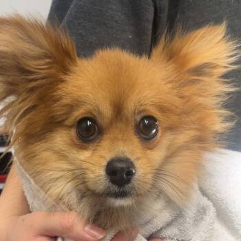 Pomeranian Dogs Available for Adoption - PIPPINO | PetCurious