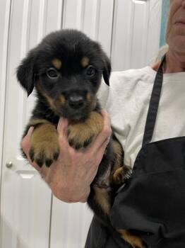 Mixed Breed Dogs Available for Adoption in Chattanooga, Tennessee - Chunk | PetCurious