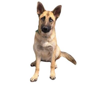 German Shepherd Dog and Siberian Husky Dogs Available for Adoption in Red Bluff, California - Kat | PetCurious