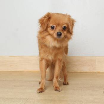 Pomeranian and Chihuahua Dogs Available for Adoption in Minnetonka, Minnesota - Mimi D69409 | PetCurious