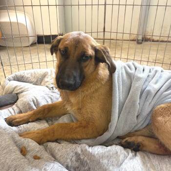 Black Mouth Cur and Shepherd Dogs Available for Adoption in Austin, Texas - Elly May | PetCurious