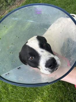Pit Bull Terrier Dogs Available for Adoption in Indianapolis, Indiana - HENRY | PetCurious