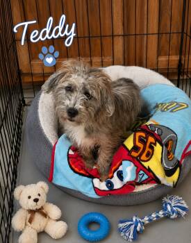 Wirehaired Terrier Dogs Available for Adoption in Momence, Illinois - Teddy | PetCurious