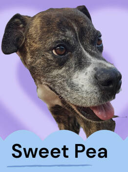 Rescue Boxer and Mixed Breed Dogs for Adoption in Biloxi, Mississippi - Sweet Pea | PetCurious