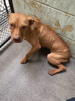 Vizsla Dogs Available for Adoption - BINDI | PetCurious