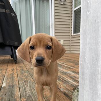Phoebe -  Hound and Labrador Retriever Dog for Adoption in Richmond, Virginia - Phoebe | PetCurious