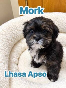 Mork -  Lhasa Apso Dog for Adoption in Union Grove, Wisconsin - Mork | PetCurious