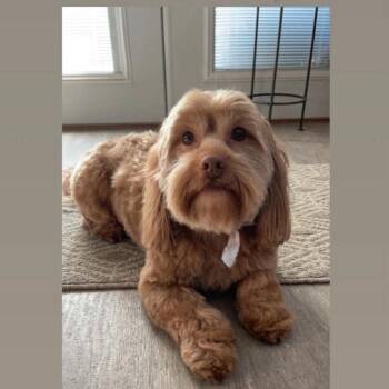 Rudy -  Wheaten Terrier and Poodle Dog for Adoption - Rudy | PetCurious
