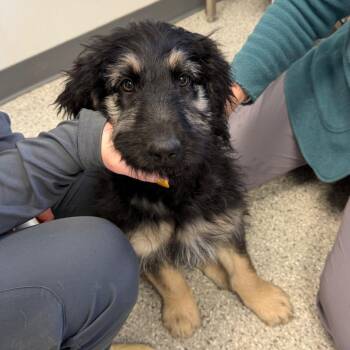 Mixed Breed Dogs Available for Adoption - Fruit Snack | PetCurious