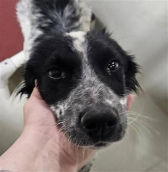 Zoro - URGENT -  Australian Cattle Dog Blue Heeler Dog for Adoption in Thousand Oaks, California - Zoro - URGENT | PetCurious