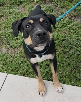 WONTON -  American Staffordshire Terrier Dog for Adoption in Fort Lauderdale, Florida - WONTON | PetCurious