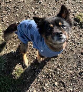 Rescue Shetland Sheepdog Sheltie and Mixed Breed Dogs for Adoption in South Bend, Indiana - Ruthie | PetCurious
