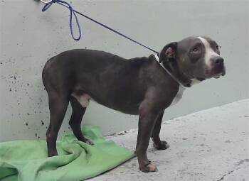 A2083663 -  Staffordshire Bull Terrier and Mixed Breed Dog for Adoption in Houston, Texas - A2083663 | PetCurious