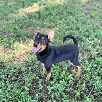 Labrador Retriever and Terrier Dogs Available for Adoption in Carencro, Louisiana - Monjuni | PetCurious