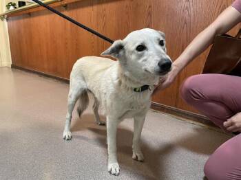 Labrador Retriever Dogs Available for Adoption - A527569 | PetCurious