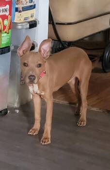Pit Bull Terrier Dogs Available for Adoption in San Tan Valley, Arizona - Cesar | PetCurious