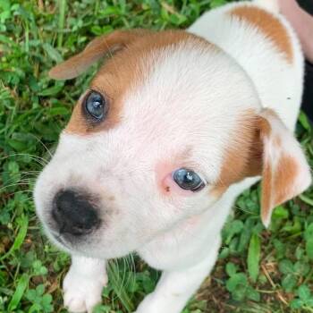 CoCo -  Husky and Mixed Breed Dog for Adoption in Peculiar, Missouri - CoCo | PetCurious
