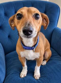 Martin -  Dachshund and Miniature Pinscher Dog for Adoption in St. Augustine, Florida - Martin | PetCurious