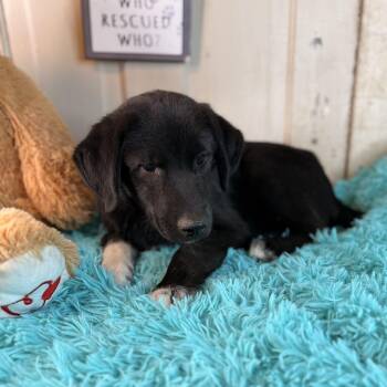 Cody -  Border Collie and Labrador Retriever Dog for Adoption in Atlanta, Texas - Cody | PetCurious