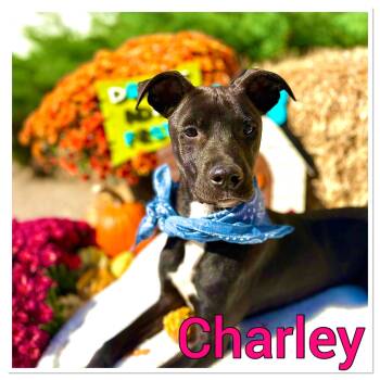 Rescue Terrier Dogs for Adoption in Bolivar, Tennessee - Charley #25189 | PetCurious