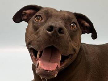 Koko -  Pit Bull Terrier and Mixed Breed Dog for Adoption in Woodbury, Minnesota - Koko | PetCurious
