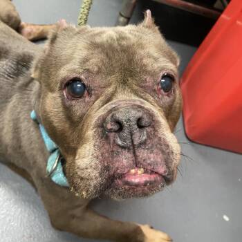 Little Mama -  Mixed Breed Dog for Adoption in Allentown, Pennsylvania - Little Mama | PetCurious