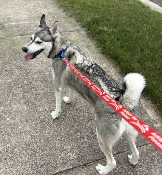Eevee -  Husky Dog for Adoption in South Bend, Indiana - Eevee | PetCurious