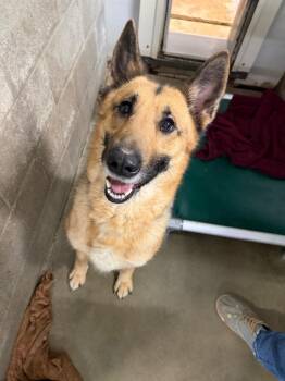 German Shepherd Dog and Mixed Breed Dogs Available for Adoption in Virginia, Minnesota - Thora | PetCurious