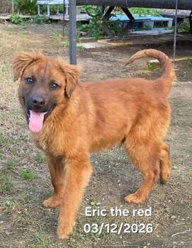 Nova Scotia Duck Tolling Retriever and German Shepherd Dog Dogs Available for Adoption - Eric The Red  | PetCurious