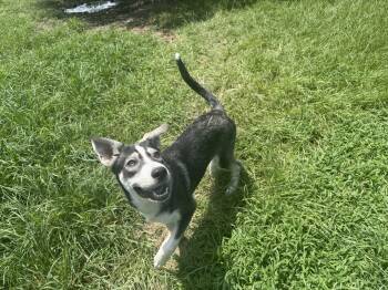 Zeus Pup -  Siberian Husky Dog for Adoption in Sumter, South Carolina - Zeus Pup | PetCurious