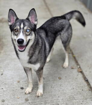 Rescue Siberian Husky Dogs for Adoption in Woodsfield, Ohio - Raven | PetCurious
