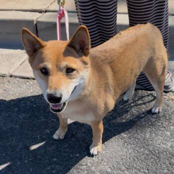 Sakura -  Shiba Inu Dog for Adoption in Las Vegas, Nevada - Sakura | PetCurious