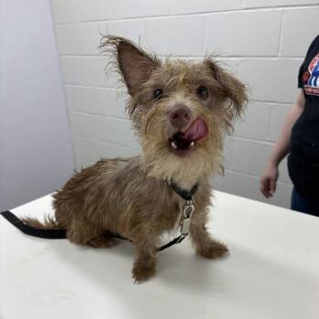 Hershey -  Terrier and Chihuahua Dog for Adoption in Beaumont, Texas - Hershey | PetCurious