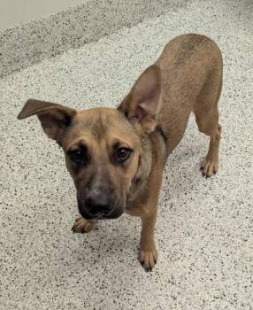 Bartty -  Shepherd and Mixed Breed Dog for Adoption in Atlanta, Georgia - Bartty | PetCurious