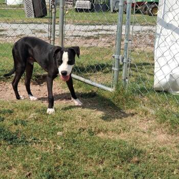 Lucky -  Pit Bull Terrier and Hound Dog for Adoption in Manchester, New Hampshire - Lucky | PetCurious