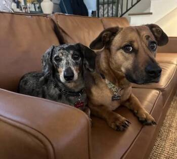 Dachshund Dogs Available for Adoption - Bandit & Roux  | PetCurious