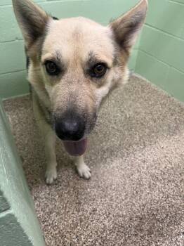 Naruto Uzumaki -  German Shepherd Dog and Mixed Breed Dog for Adoption in Park Row, Texas - Naruto Uzumaki | PetCurious