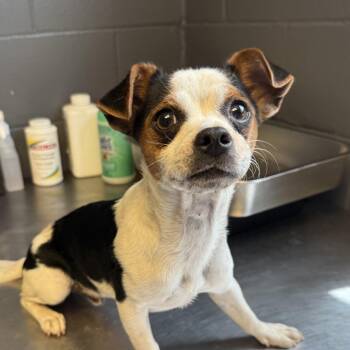 Lee -  Chihuahua Dog for Adoption in Tuscaloosa, Alabama - Lee | PetCurious