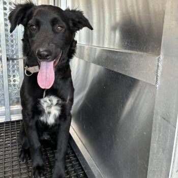 Bloom -  Mixed Breed Dog for Adoption in Cheyenne, Wyoming - Bloom | PetCurious