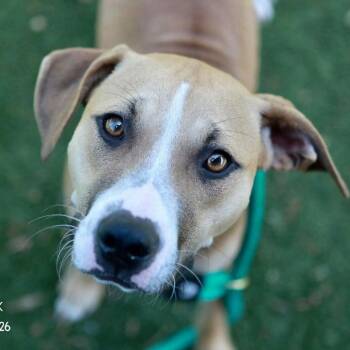 Smiley -  Pit Bull Terrier and Mixed Breed Dog for Adoption in Nashville, Tennessee - Smiley | PetCurious