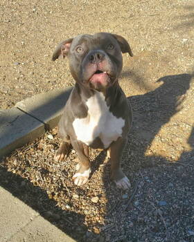 Rescue Pit Bull Terrier and Staffordshire Bull Terrier Dogs for Adoption - Kintaro | PetCurious