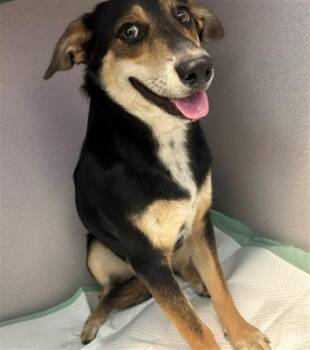 ZARA -  German Shepherd Dog and Mixed Breed Dog for Adoption in Camarillo, California - ZARA | PetCurious